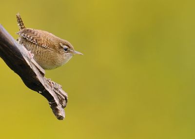 Close-up of bird perching on branch