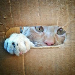 Portrait of cat looking through cardboard