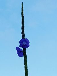 Low angle view of flowering plant against blue sky