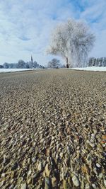 Surface level of frozen trees on field against sky