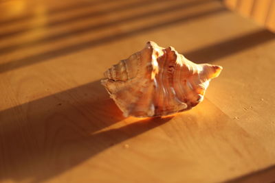 High angle view of shells on table