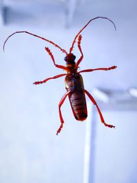 Close-up of insect