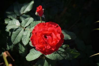 Close-up of red rose