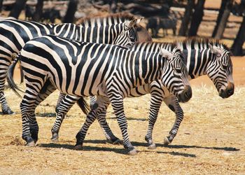 Zebras in a field