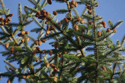 Low angle view of tree against sky