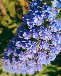Close-up of insect on purple flowers