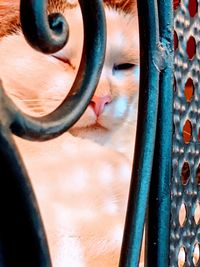 Close-up of cat looking through metal