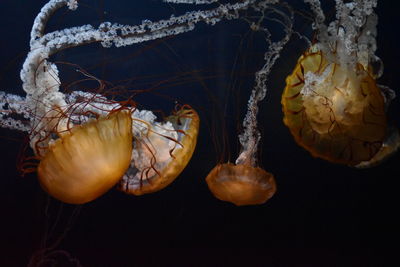 Close-up of jelly fish in sea