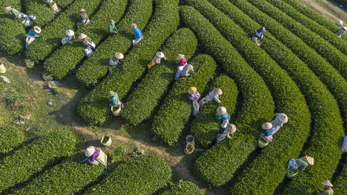 Harvesting tea in moc chau, son la, vietnam, this is the largest tea farm in the north of vietnam. 
