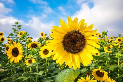 Close-up of sunflower against sky