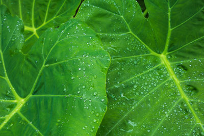 Full frame shot of wet leaves