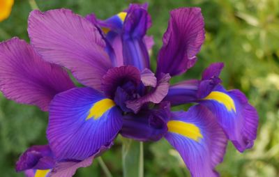 Close-up of purple flowers blooming