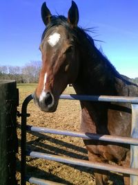 Horse looking away