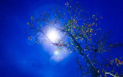 Low angle view of trees against blue sky