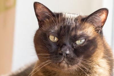 Close-up portrait of cat at home