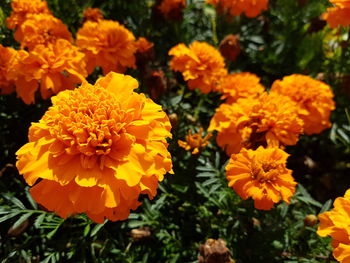 Close-up of marigold flowers
