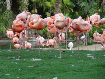 Flock of birds on field