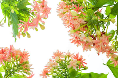 Low angle view of flowering plants against white background