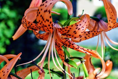 Close-up of orange butterfly on plant