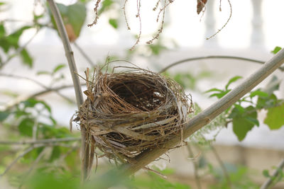 Close-up of bird perching on plant