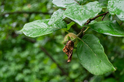 leaf