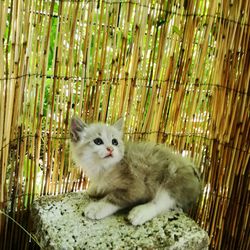 Portrait of cat relaxing on bamboo outdoors
