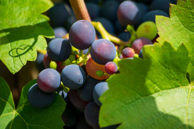 Close-up of grapes growing on plant