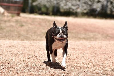 Portrait of dog on field