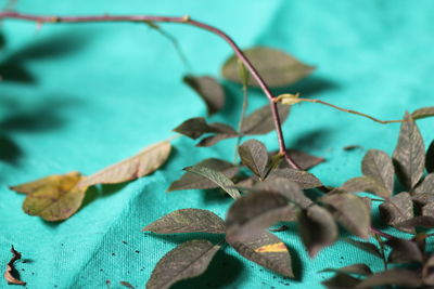 Close-up of dried leaves