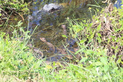 High angle view of snake on grass