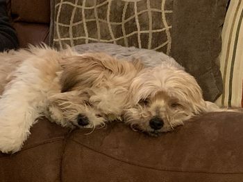 Close-up of dog sleeping on sofa at home