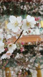 Close-up of white flowers blooming in park