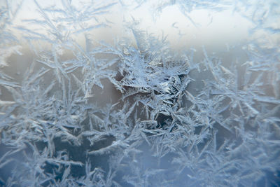 Snow crystals on window 