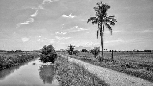 Palm trees on field against sky