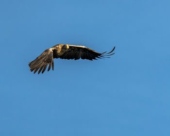 Low angle view of eagle flying against clear blue sky