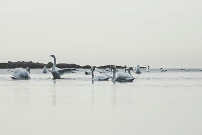 Birds flying over sea