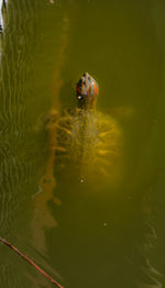 High angle view of fish swimming in lake