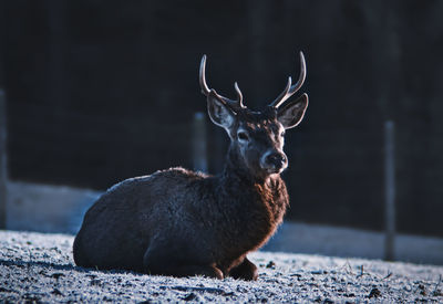 Portrait of deer