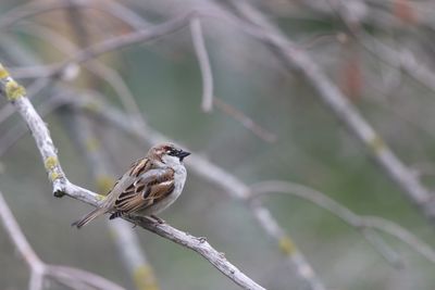 Close-up of bird perching on branch