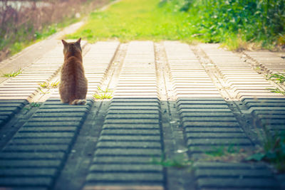 Cat on road