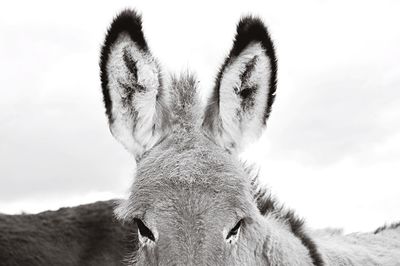 Cropped image of donkeys against white background