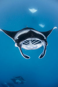 Wide angle view of a school of manta rays, in baa atoll ,madives