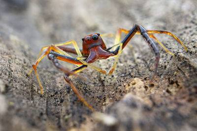 Close-up of insect on rock