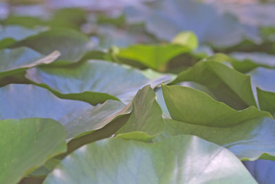 Full frame shot of leaves