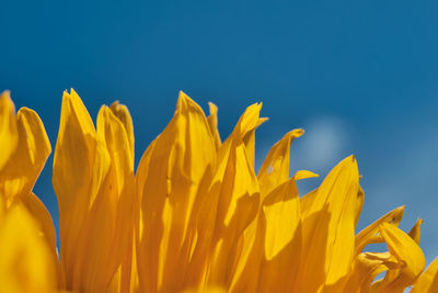 Close-up of yellow flowering plant against clear blue sky