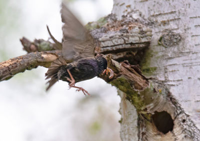 Close-up of bird perching on a tree