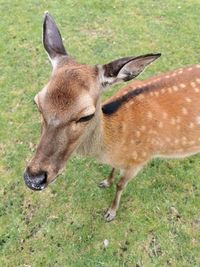 Close-up of deer on field