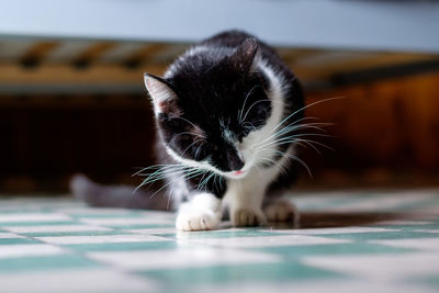 Close-up portrait of cat