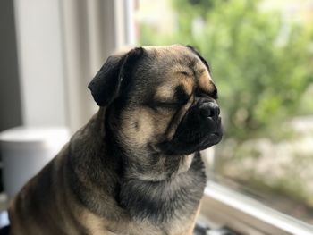 Close-up of dog looking away