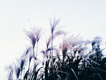 Low angle view of plants